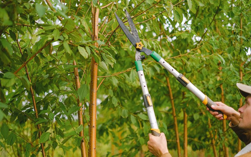 Tree trimming in Oakland Mills, PA