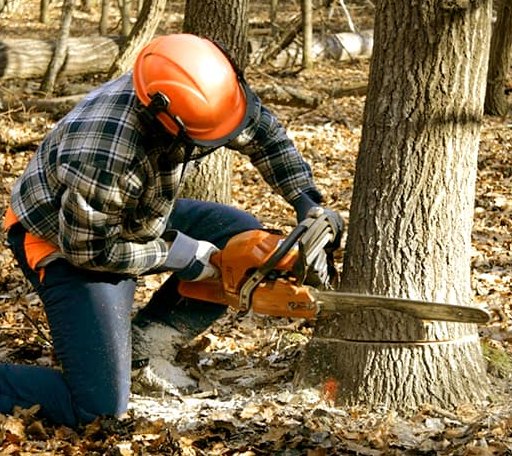 Tree Removal in Oakland Mills, PA